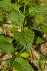 Scrophularia nodosa 9