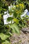 Scrophularia vernalis 01