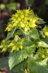 Scrophularia vernalis 02