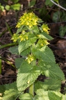 Scrophularia vernalis 03