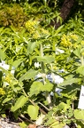Scrophularia vernalis 05