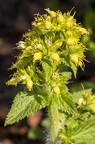 Scrophularia vernalis 07