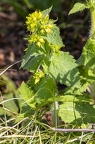 Scrophularia vernalis 08
