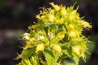 Scrophularia vernalis 10