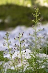Scrophularia juratensis 01