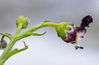 Scrophularia juratensis 02