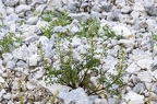 Scrophularia juratensis 03