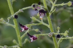 Scrophularia juratensis 04