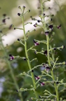 Scrophularia juratensis 05