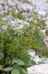 Scrophularia juratensis 06