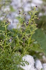 Scrophularia juratensis 07