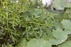 Scrophularia juratensis 08