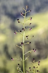 Scrophularia juratensis 09