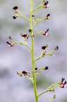 Scrophularia juratensis 11