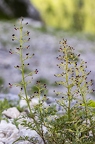 Scrophularia juratensis 10