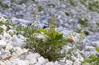 Scrophularia juratensis 12