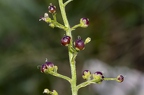 Scrophularia juratensis 13