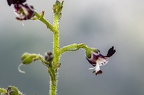 Scrophularia juratensis 14