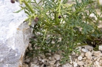 Scrophularia juratensis 15