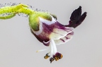 Scrophularia juratensis 16