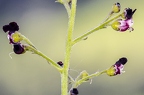 Scrophularia juratensis 17