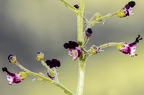 Scrophularia juratensis 18