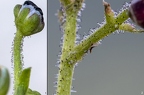 Scrophularia juratensis 19