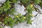 Paederota lutea