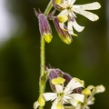Silene nutans subsp insubrica 13