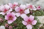 Potentilla nitida 09