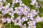 Petrocallis pyrenaica 1