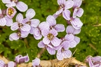 Petrocallis pyrenaica 2
