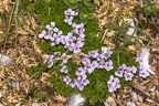 Petrocallis pyrenaica 4