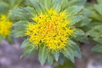 Rhodiola rosea 1