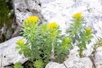 Rhodiola rosea 3