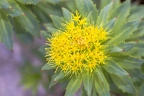 Rhodiola rosea 4