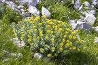 Rhodiola rosea 5