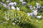 Rhodiola rosea 6