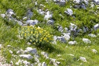 Rhodiola rosea 7