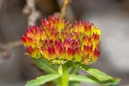 Rhodiola rosea 8