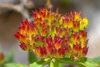 Rhodiola rosea 9