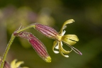 Silene nutans subsp insubrica 02