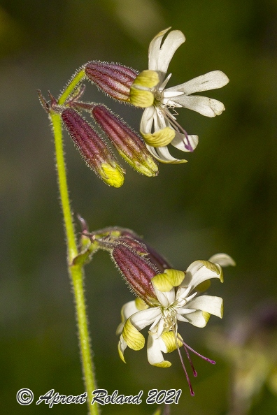 Silene nutans subsp insubrica 03