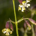 Silene nutans subsp insubrica 04