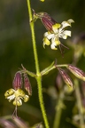 Silene nutans subsp insubrica 04