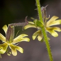 Silene nutans subsp insubrica 10