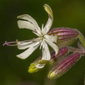Silene nutans subsp insubrica 09