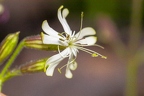 Silene nutans subsp insubrica 11