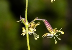 Silene nutans subsp insubrica 15