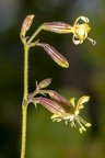Silene nutans subsp insubrica 16